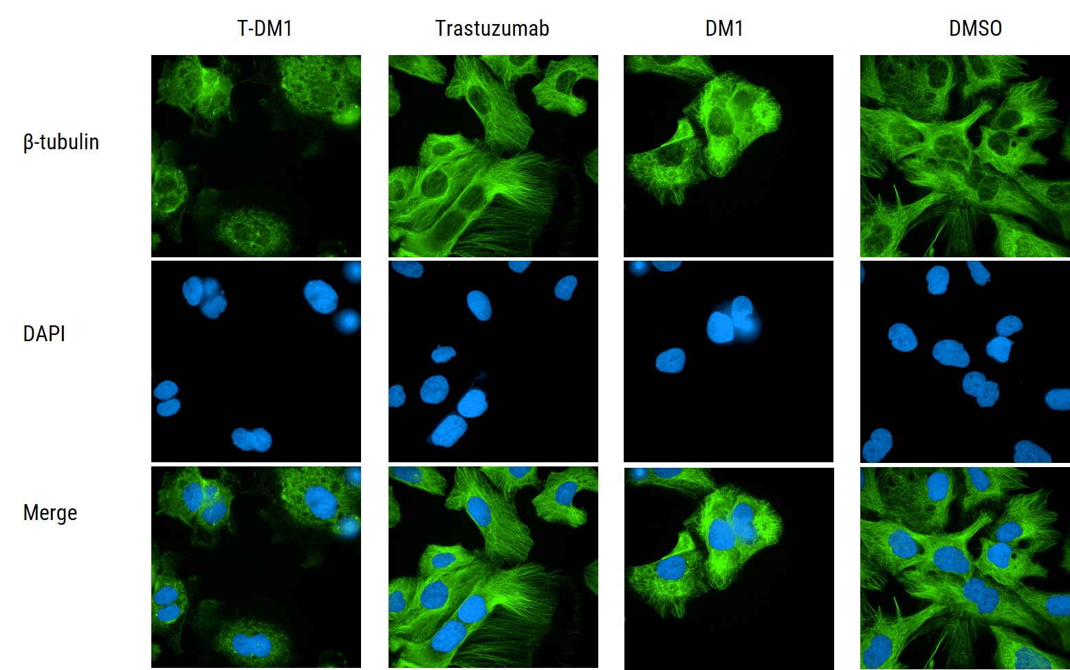 tubulin.jpg