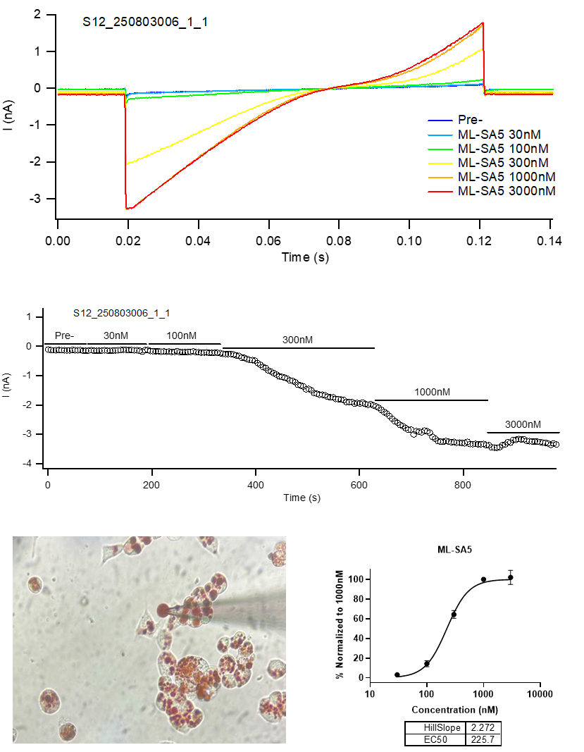 TRPML1 Patch Clamp Data
