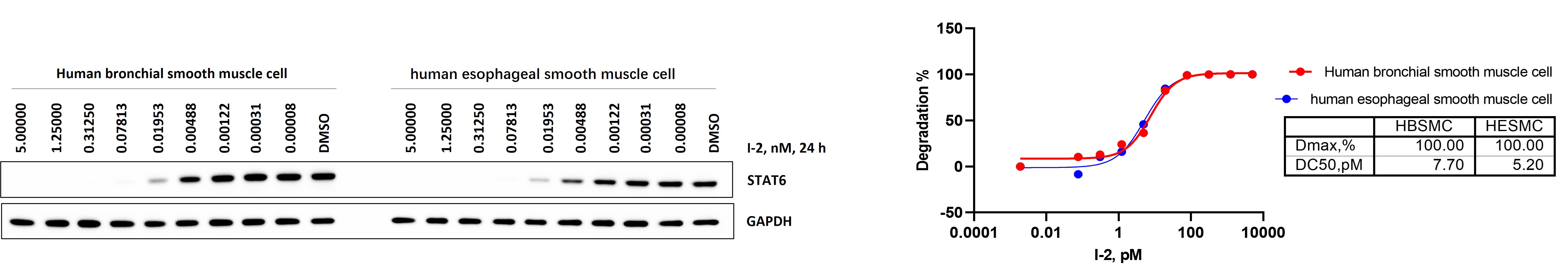 STAT6 HBSMC HESMC.jpg