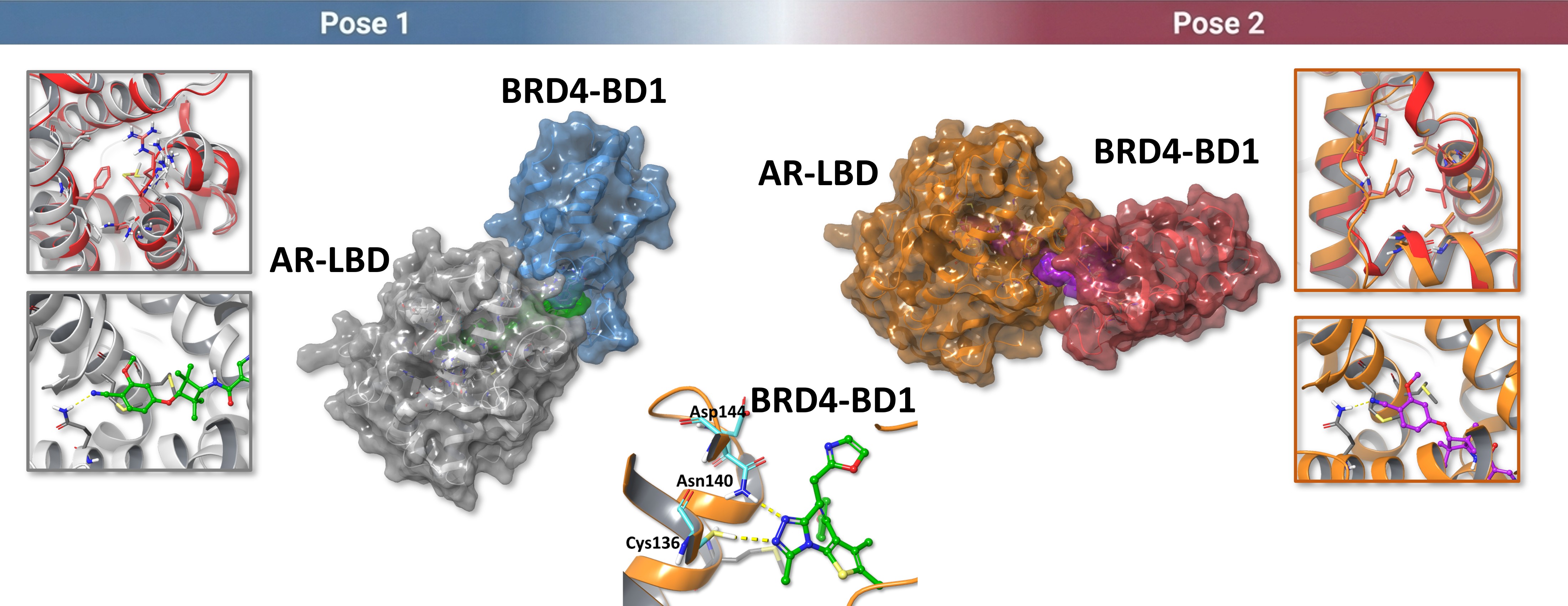 Two predicted ternary complex conformations
