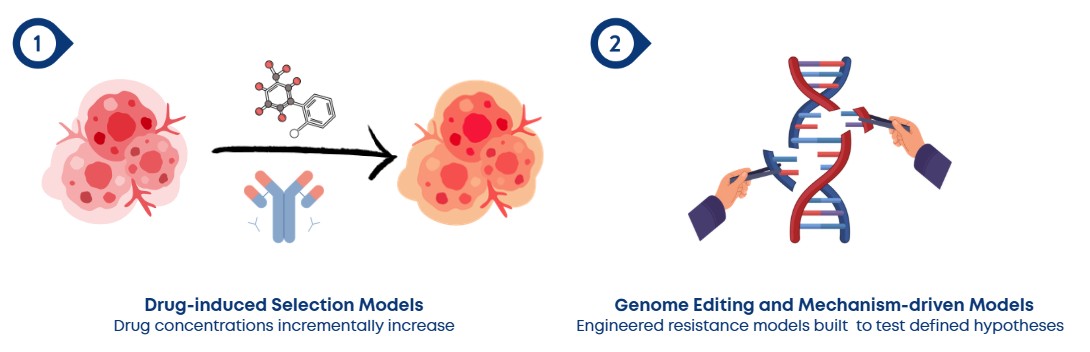 Workflow for constructing drug-resistant cell lines