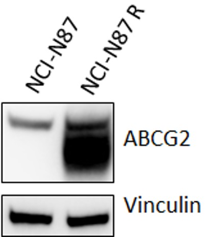 Western blot validation of ABCG2 expression in NCI-N87 DS-8201-resistant cells