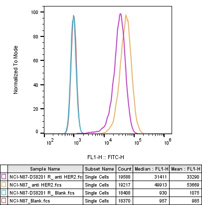 HER2 detection in NCI-N87 and DS-8201-resistant cells