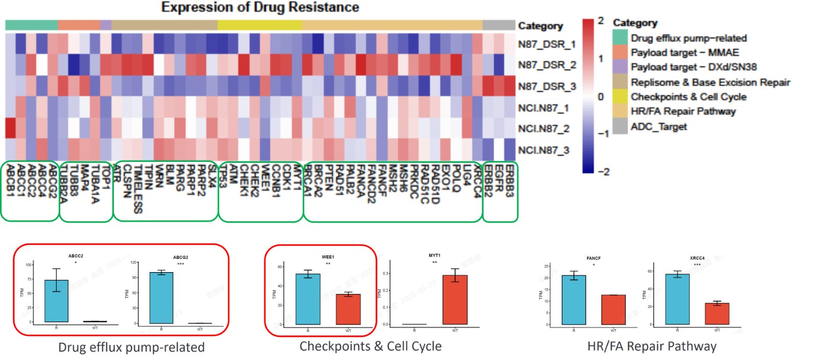 RNA-seq analysis of resistance-associated gene expression in NCI-N87 DS-8201-resistant cells