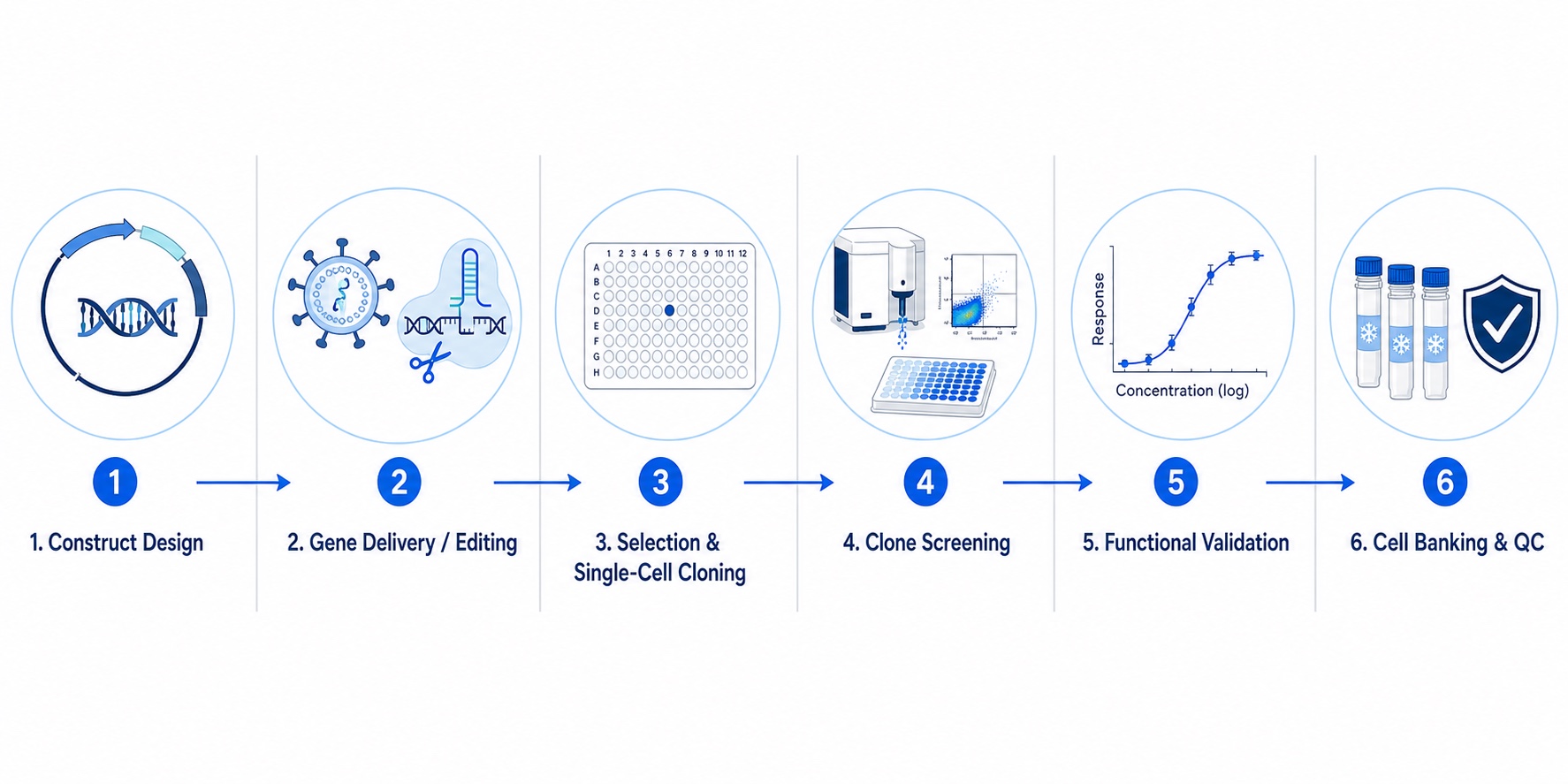 Stable Cell Line Development Workflow