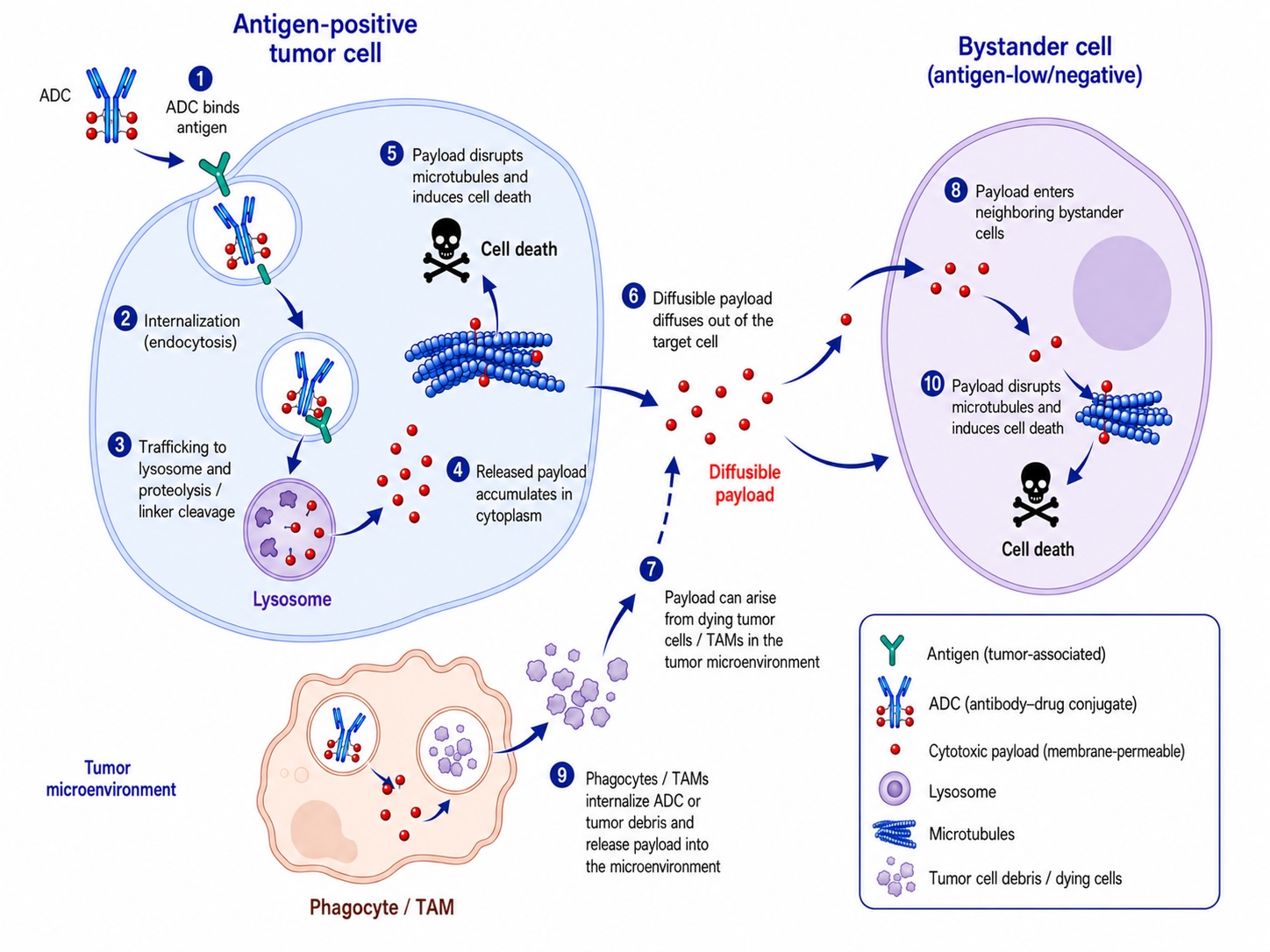 ADC bystander effect assay illustration