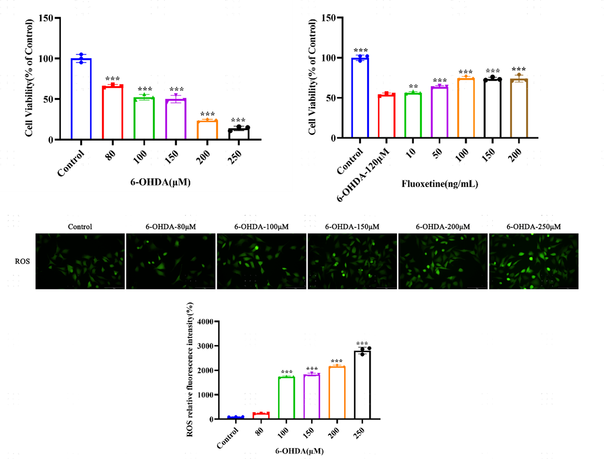 6-OHDA-induced SH-SY5Y cell viability and ROS detection
