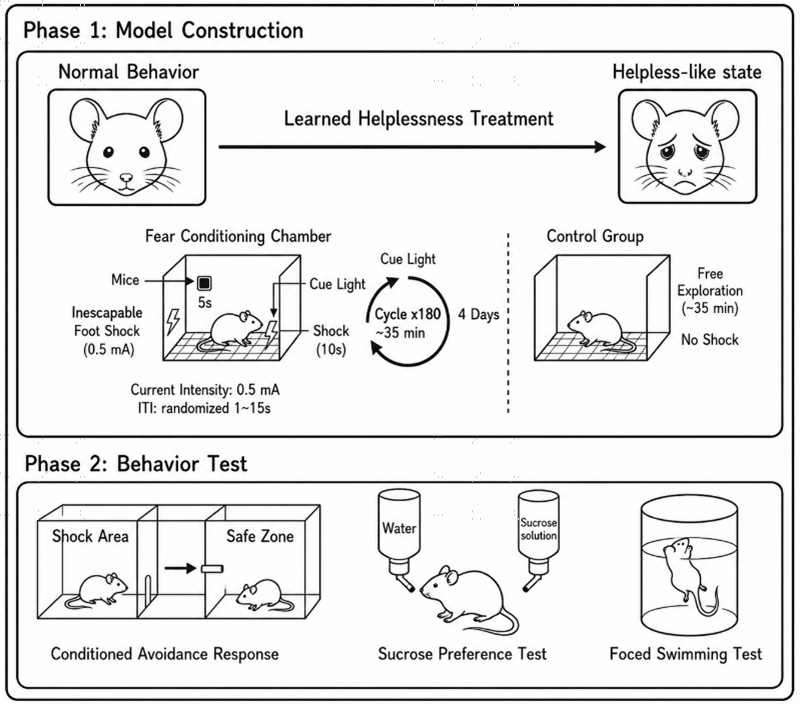 Experimental flow design of learned helplessness depression model