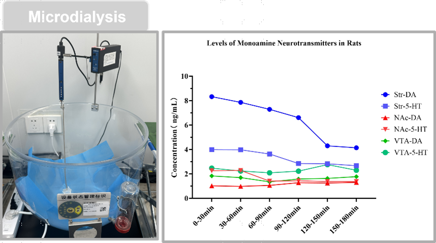 In vivo microdialysis monitoring of extracellular neurotransmitter dynamics