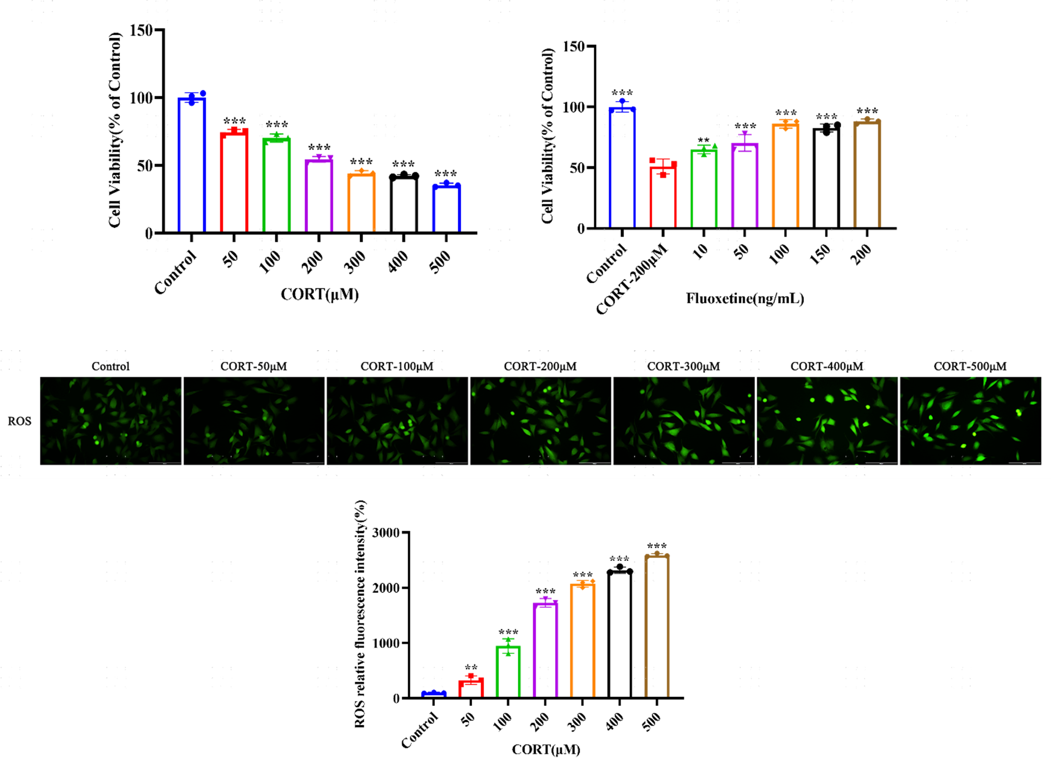 CORT-induced SH-SY5Y cell viability and ROS detection