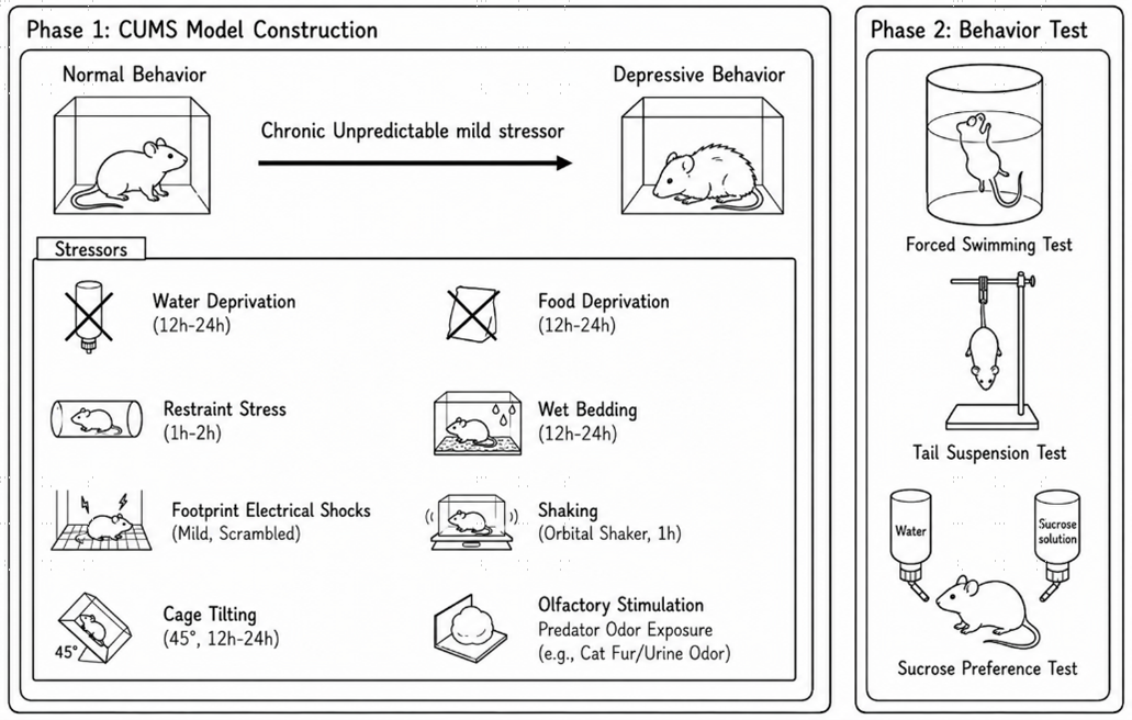 Experimental flow design of CUMS depression model