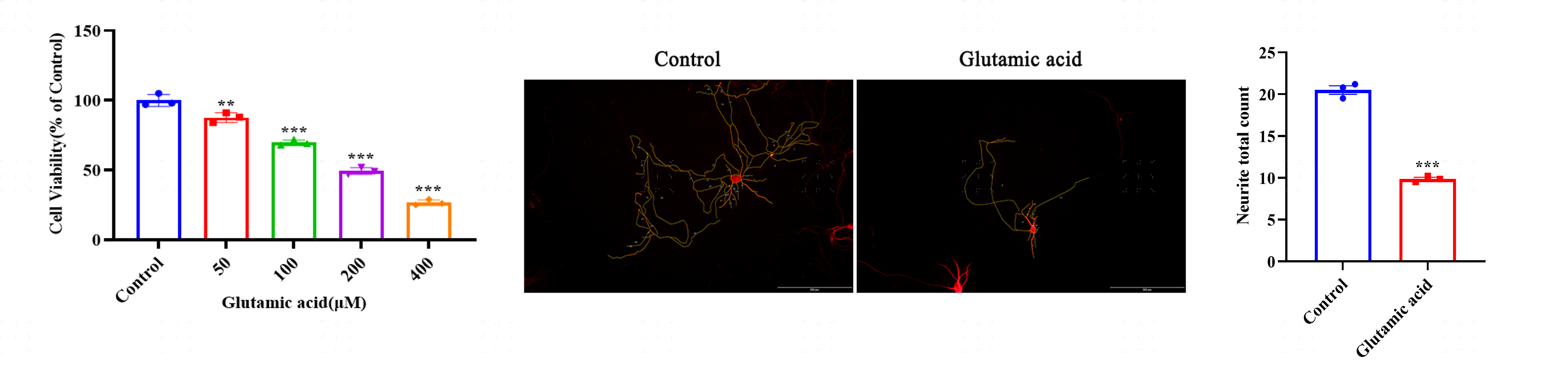 Glutamate-induced primary neuron viability and morphology analysis