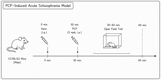 Experimental flow design of acute PCP mouse model