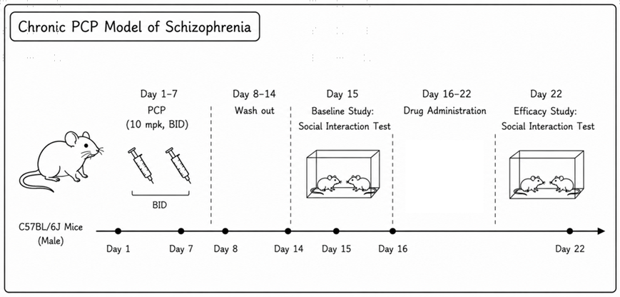 Experimental flow design of chronic PCP mouse model