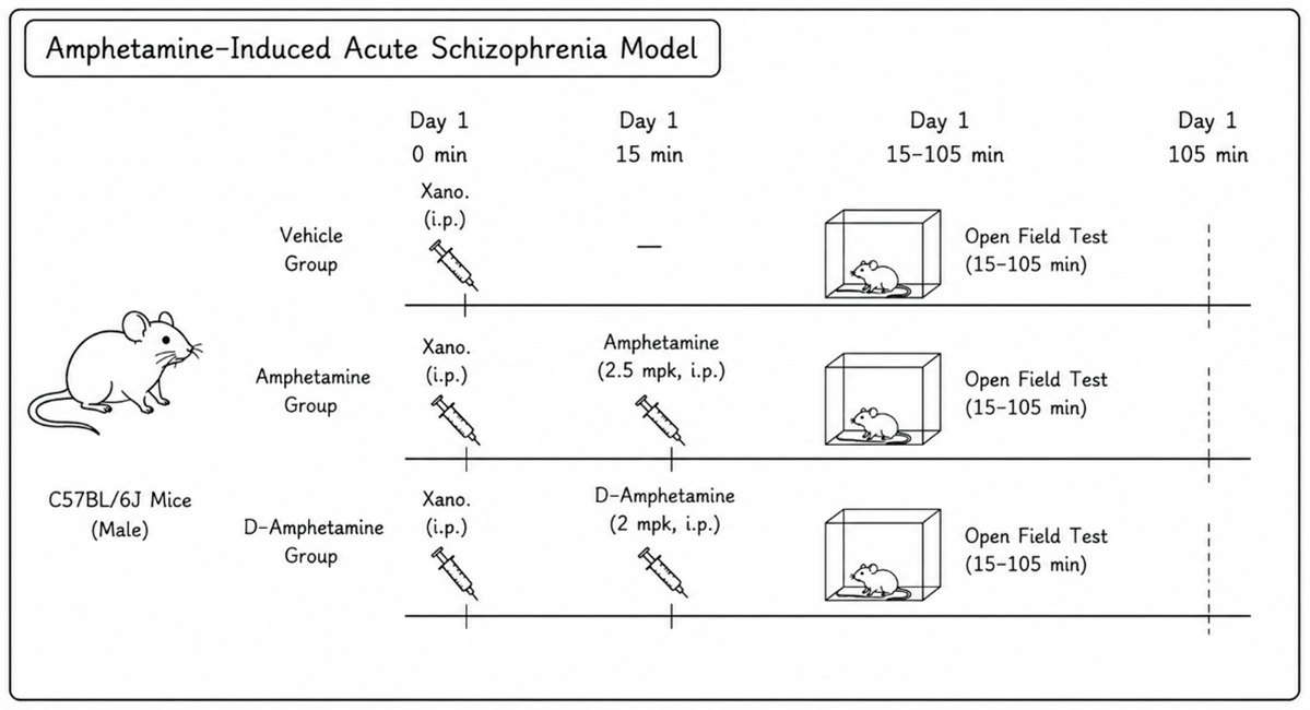 Experimental flow design of acute amphetamine mouse model