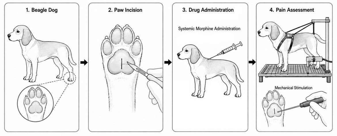Plantar Incisional Pain Model Schematic