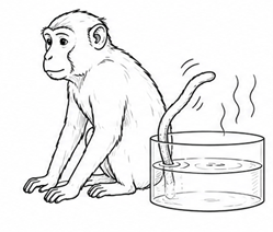 Thermal Nociception (Tail-Flick) Model Schematic