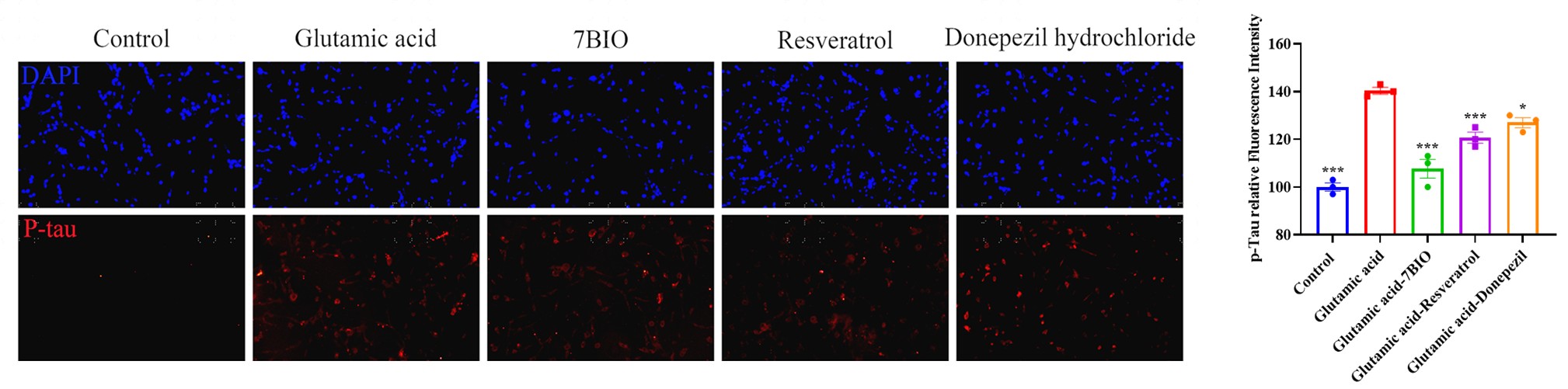 Mechanistic validation of glutamate model showing P-Tau immunofluorescence