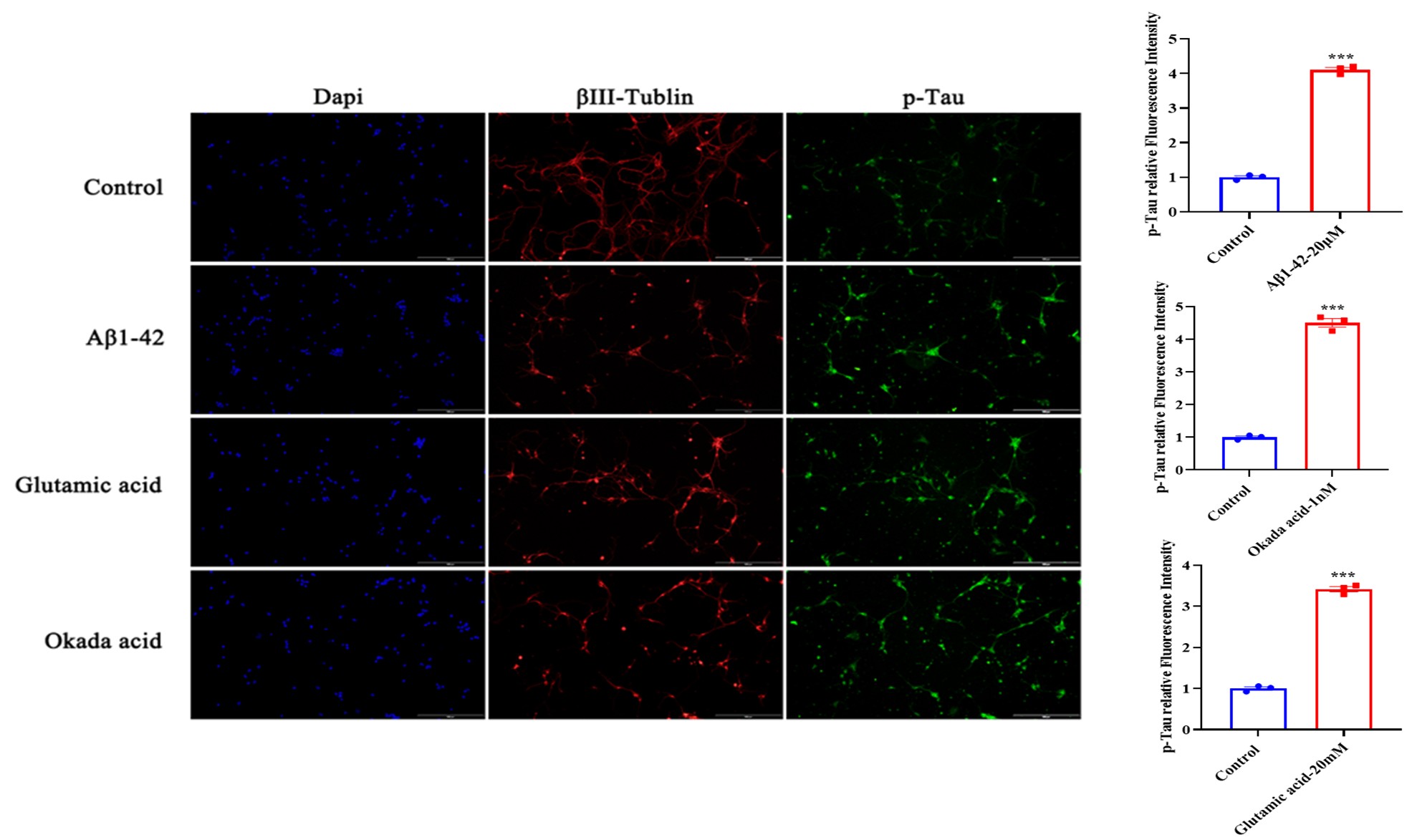 Phenotypic characterization of primary hippocampal neuron AD models