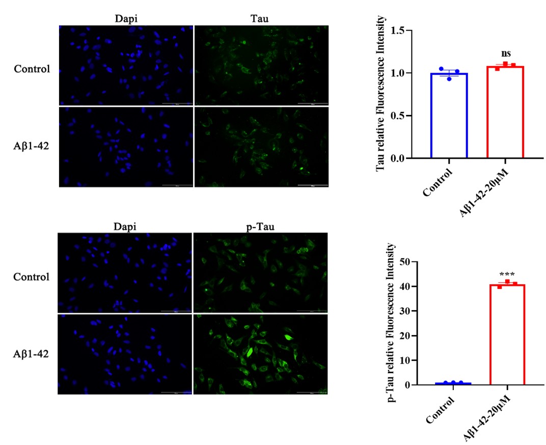 Mechanistic validation of Aβ1-42 model showing P-Tau and total Tau immunofluorescence