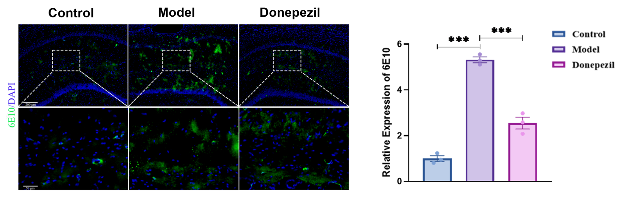 6E10 Aβ deposition staining in STZ model