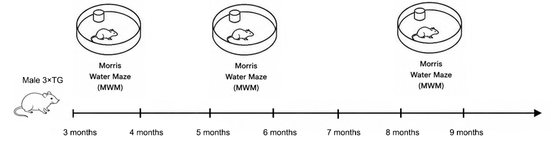 Experimental flow design of 3xTg-AD triple-transgenic mouse model