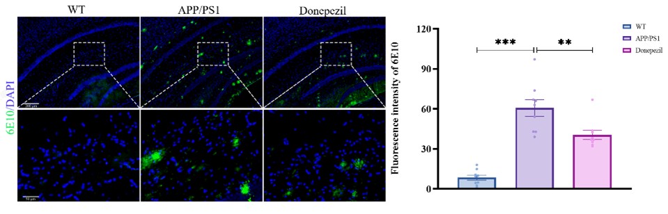 6E10 amyloid pathology in APP/PS1 model