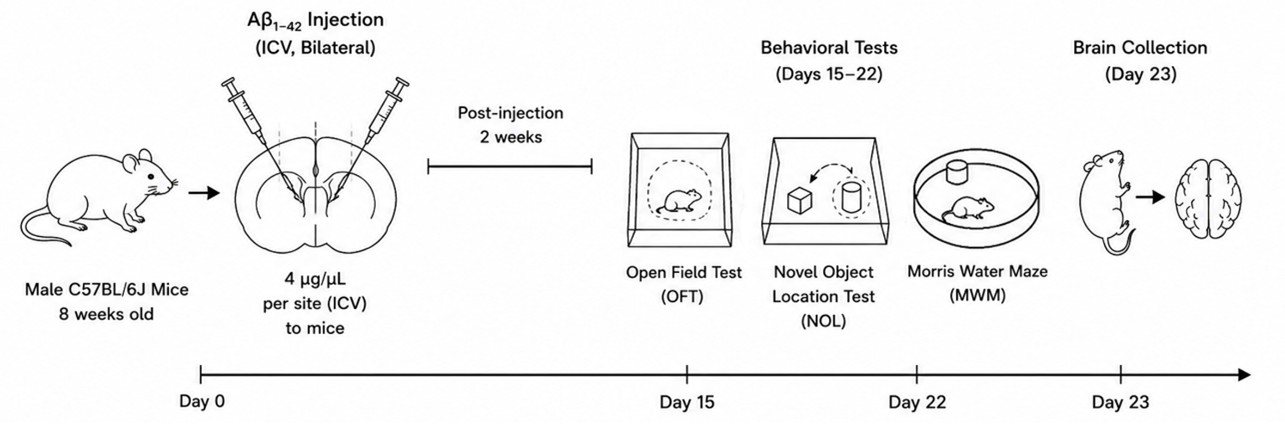 Experimental flow design of Aβ1-42-induced mouse model