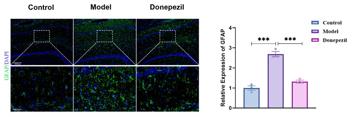 GFAP astrocyte activation staining in STZ model