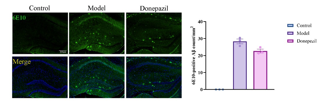 6E10 amyloid pathology in 5xFAD model