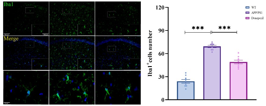 Iba1 microglial activation in APP/PS1 model