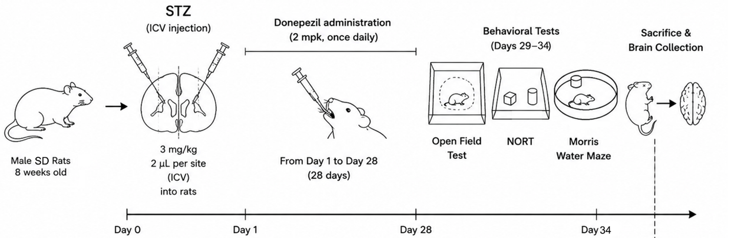 Experimental flow design of STZ-induced rat model