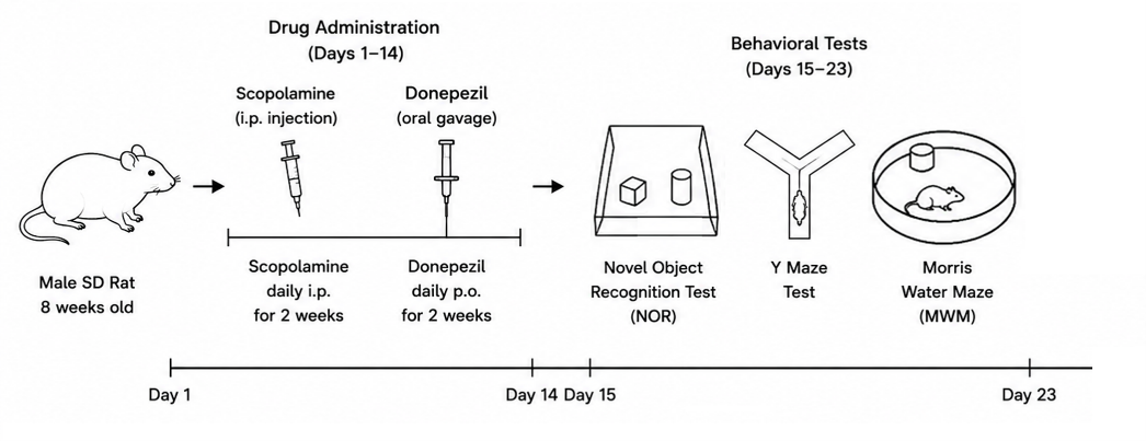 Experimental flow design of scopolamine-induced rat model