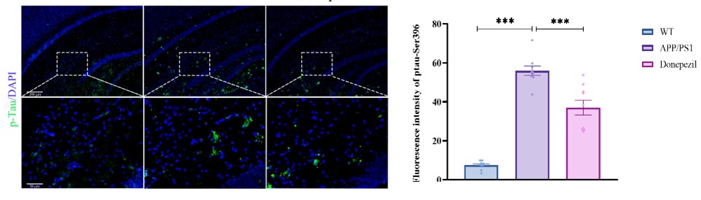 P-Tau tau pathology in APP/PS1 model