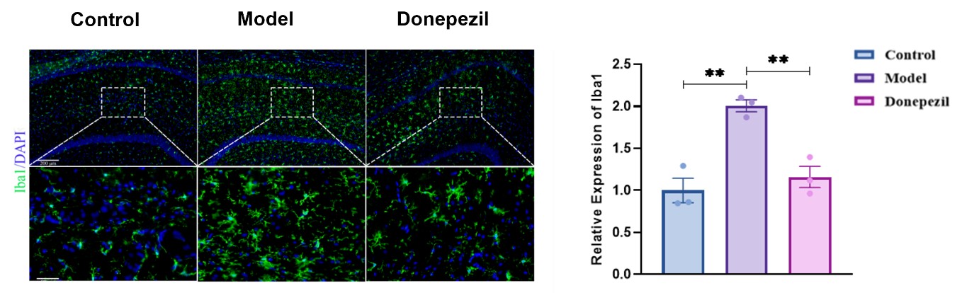 Iba1 microglial activation staining in STZ model