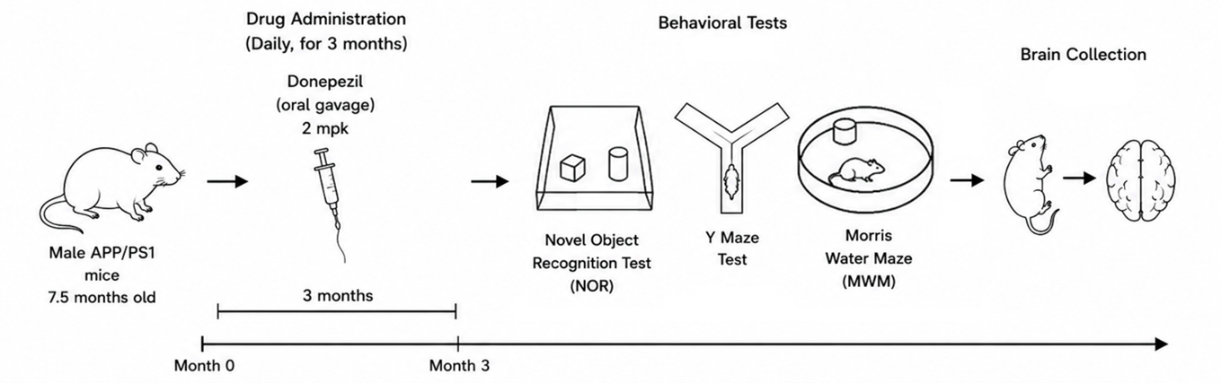 Experimental flow design of APP/PS1 double-transgenic mouse model
