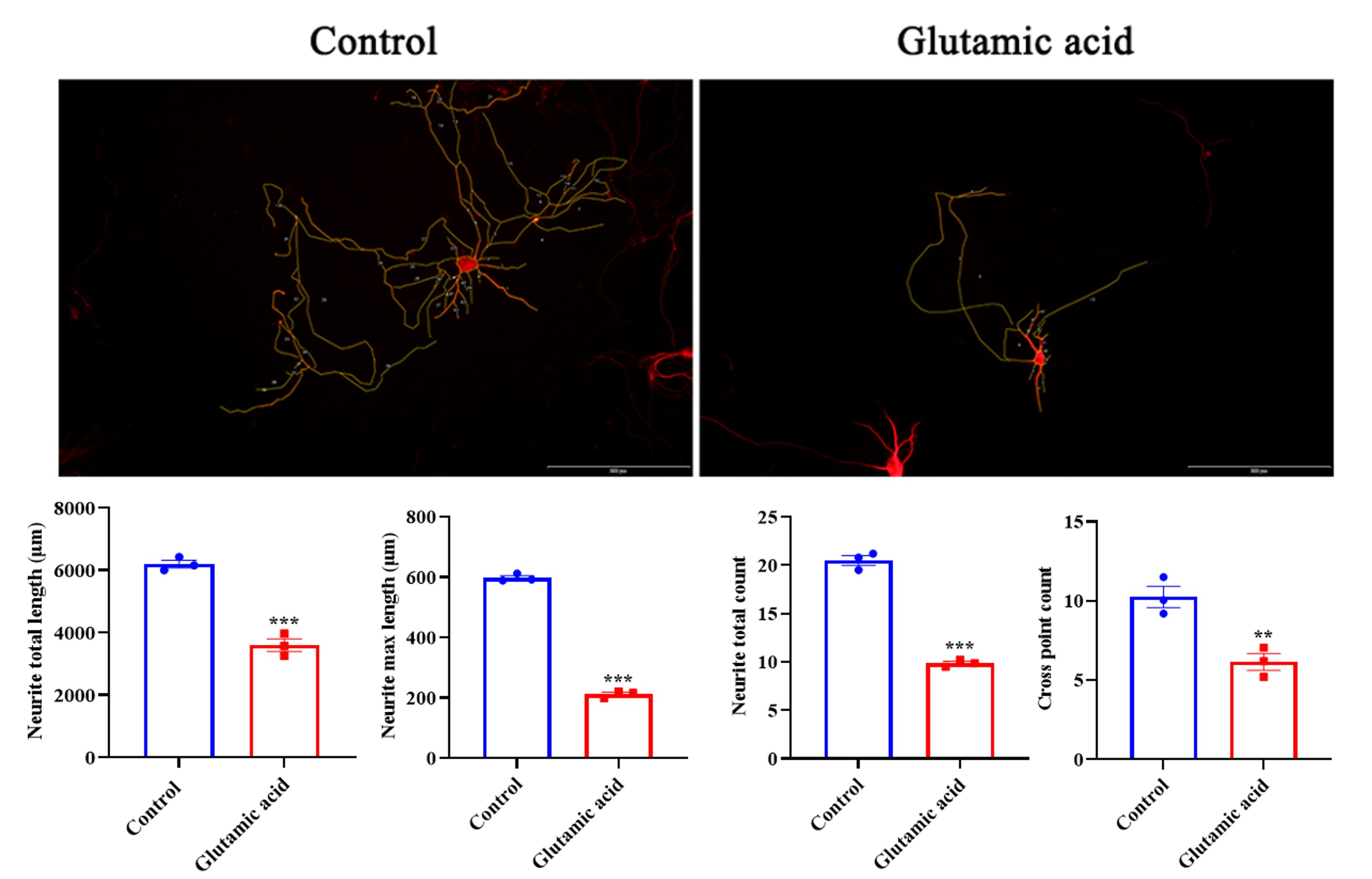 Neuronal morphology in glutamate-induced primary hippocampal neuron model