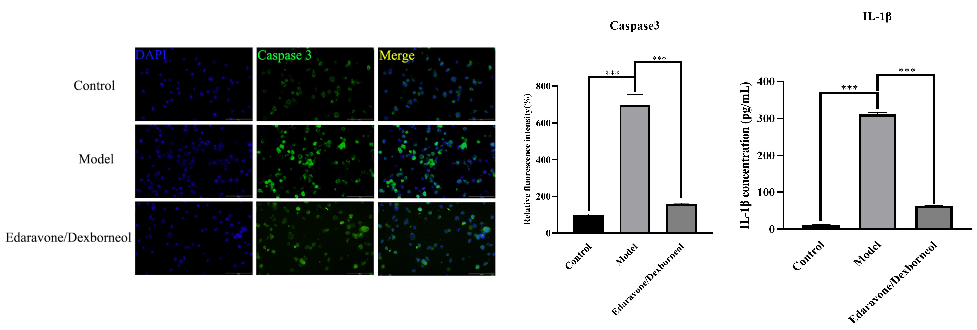 Caspase-3 immunofluorescence and IL-1β detection in OGD/R model