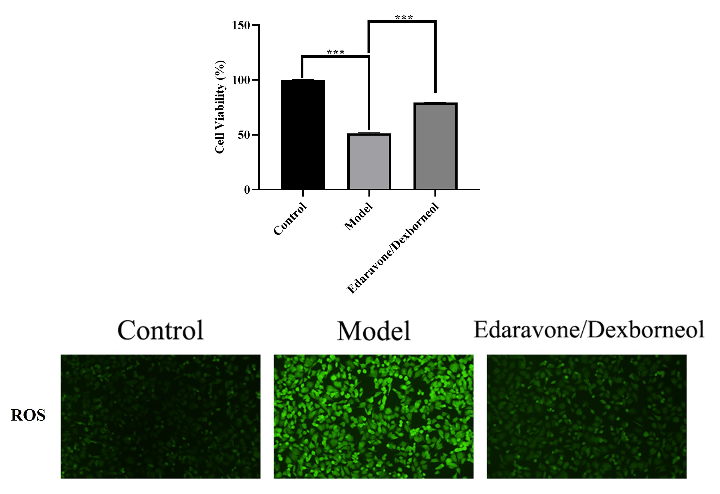 CCK-8 cell viability and cellular ROS detection in OGD/R model