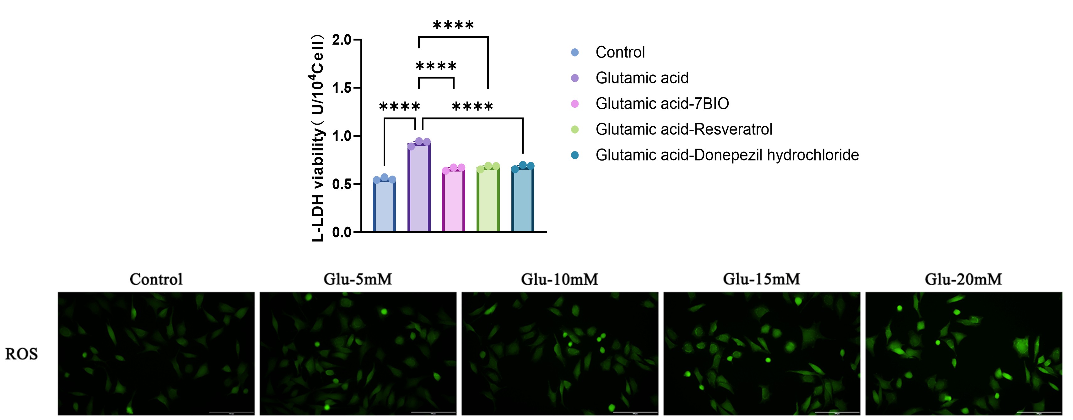 Excitotoxic responses in glutamate-induced SH-SY5Y model