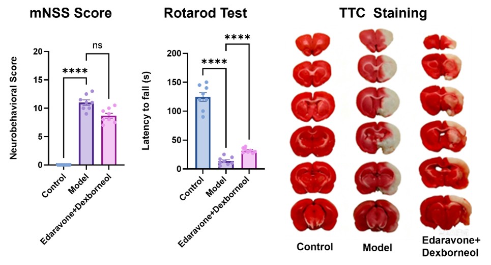 Behavioral and histological characterization of tMCAO rat model