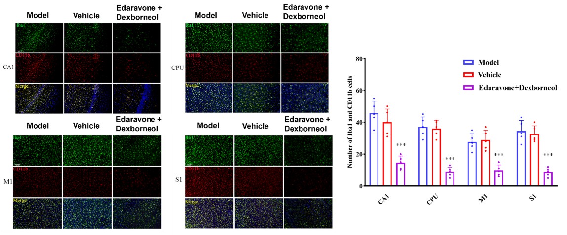 Iba1 and CD11b microglial activation staining in tMCAO model