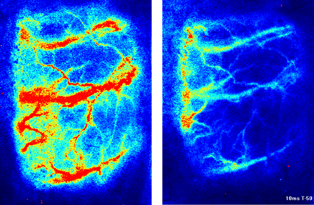 Laser Doppler Flowmetry validation of pMCAO rat model
