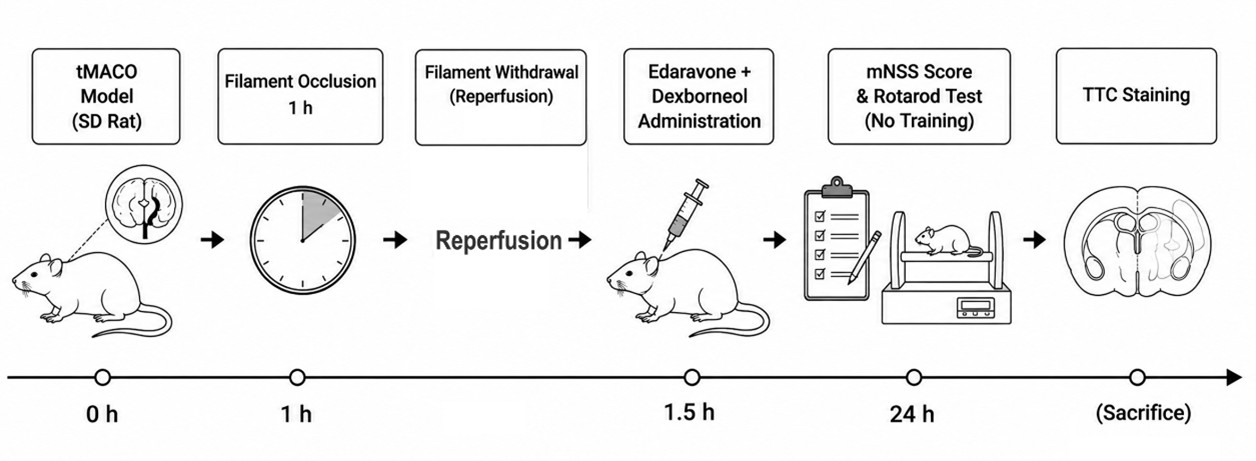 Experimental flow design of transient MCAO (tMCAO) rat model