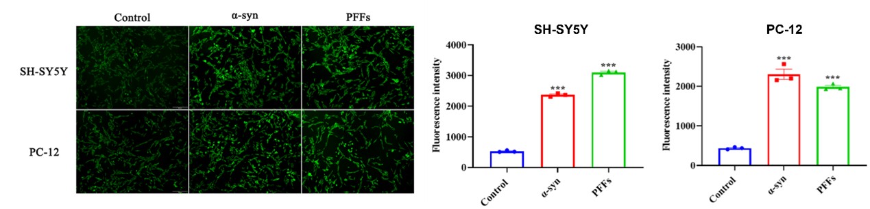 Thioflavin T assay confirming α-synuclein fibril formation