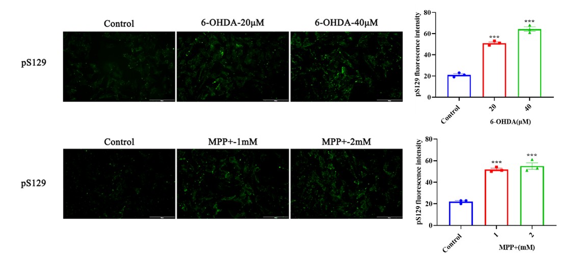 pSer129-α-synuclein accumulation in primary midbrain neurons