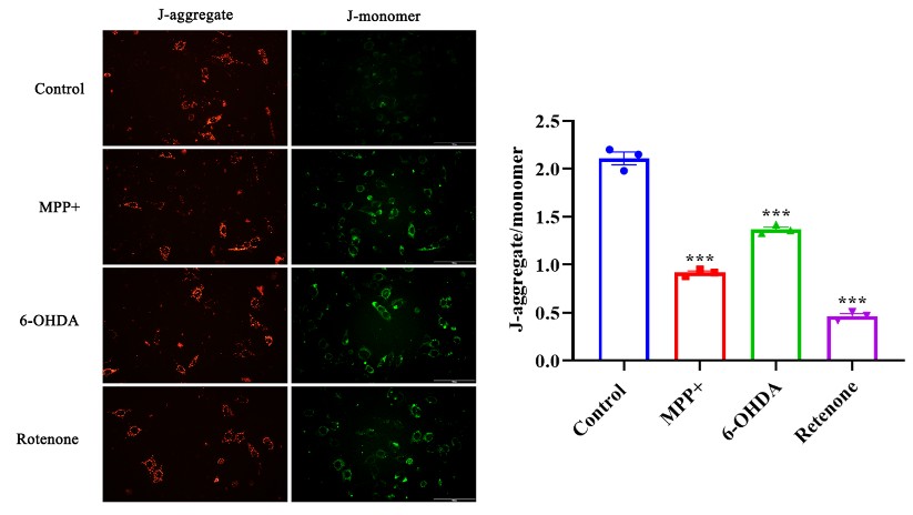 JC-1 mitochondrial membrane potential in SH-SY5Y cells