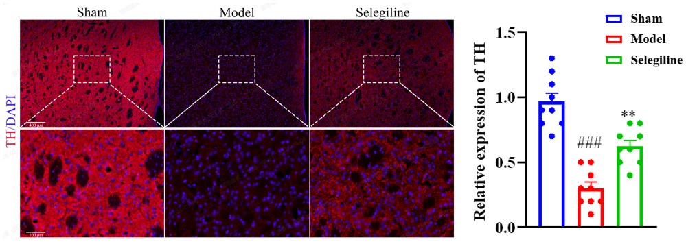TH IF in the Striatum after Selegiline treatment