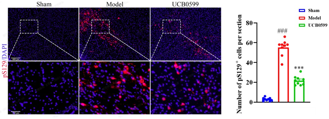 pSer129 IF in the Substantia Nigra after UCB0599 treatment