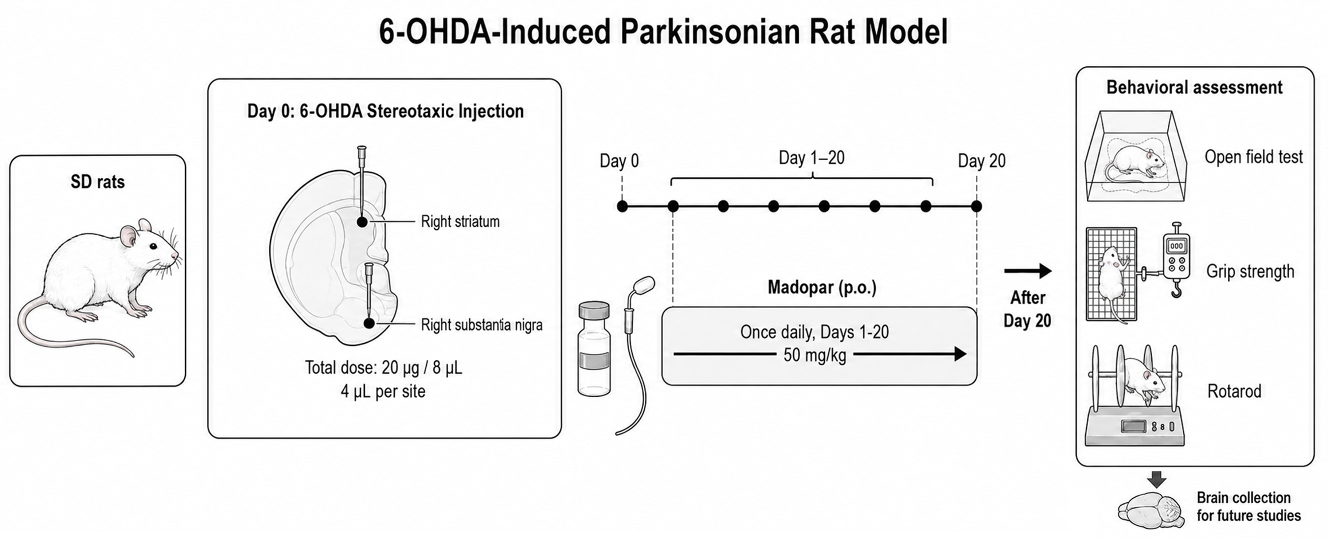 Experimental Flow Design of 6-OHDA-Induced Rat Model